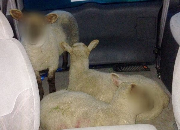 Ukradene ovce - Policija sakrila ovcama lica kako bi ih 