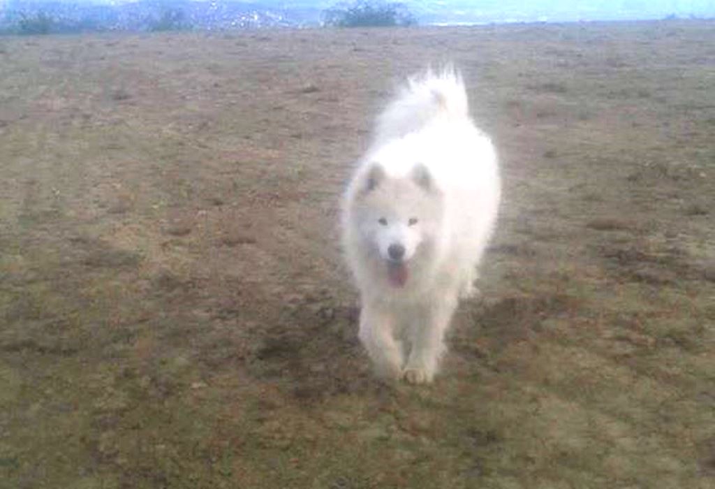Nestao sibirski samojed  - Sarajevo: Pomozite u potrazi za psom koji je nestao u Buča Potoku