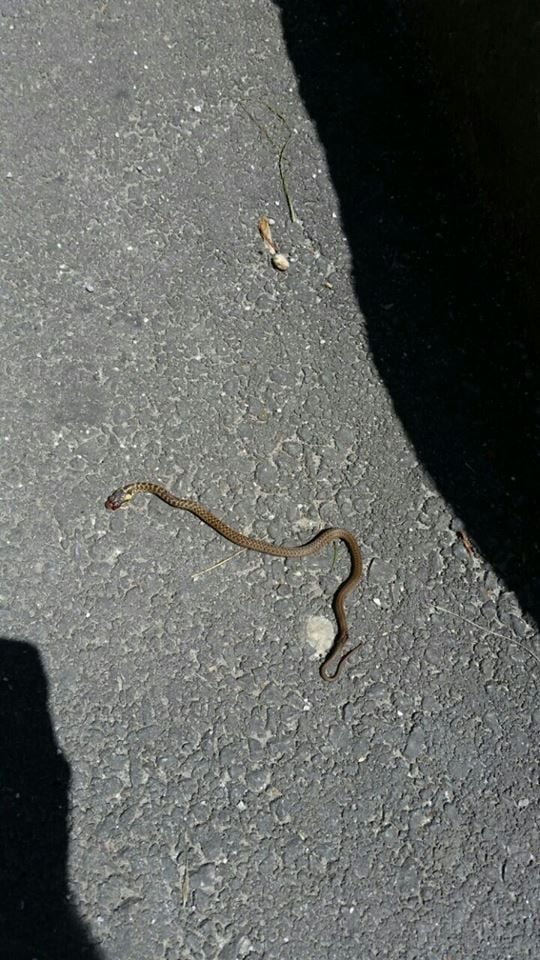 Foto: Čitatelj portala Radiosarajevo.ba - Građani ubili zmiju u haustoru na Ciglanama 