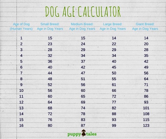 pseci_kalkulator_FB.jpg - Odredite koliko vaš ljubimac ima psećih godina 