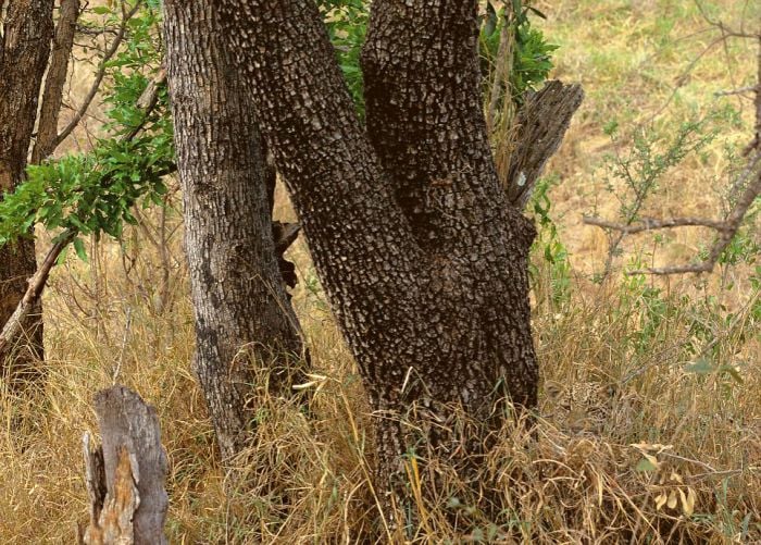 skriveni-leopard.jpg - Možete li pronaći leoparda na slici?