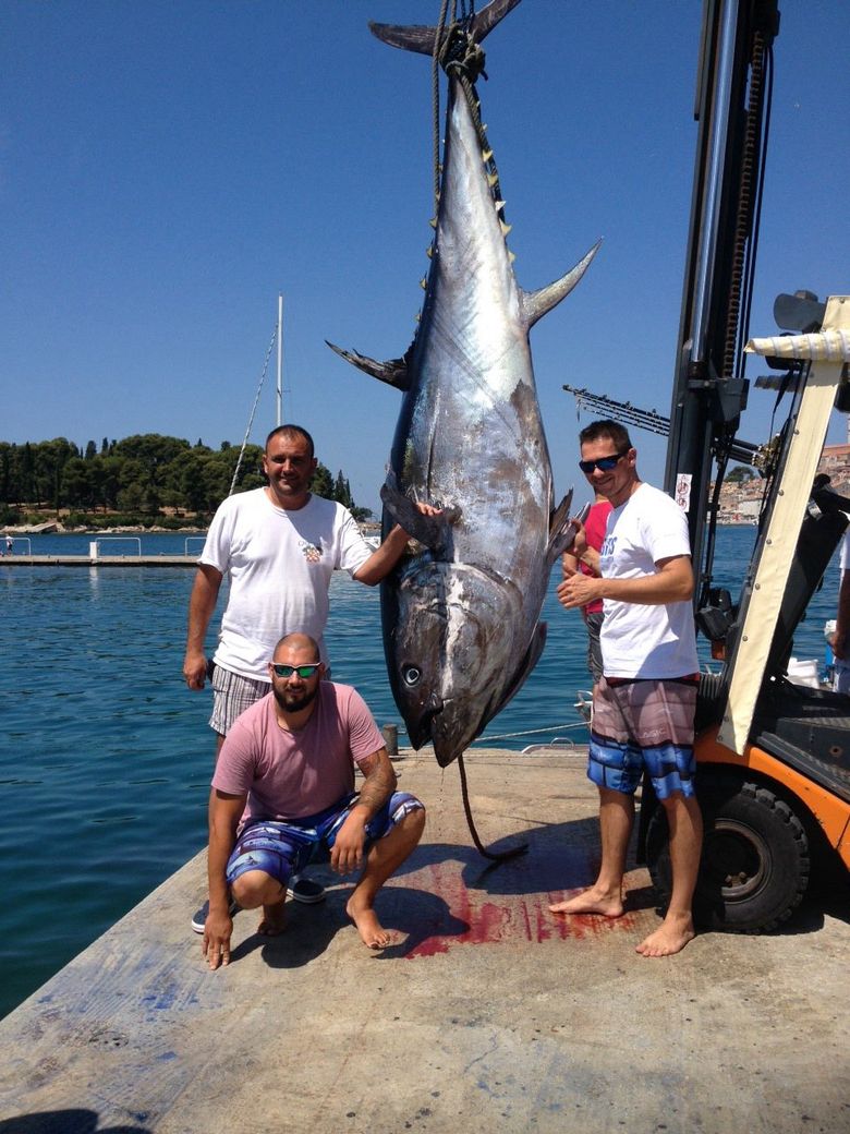 najveca_tuna_hrvatska.jpg - U Hrvatskoj ulovljena najveća riba ikada