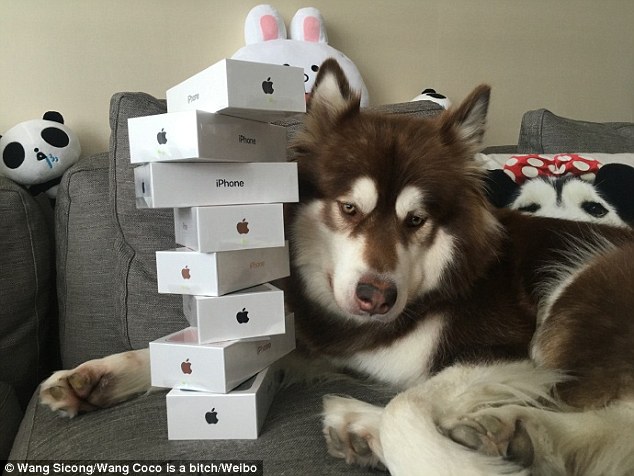 Daily Mail - Sin najbogatijeg Kineza psu kupio osam novih iPhonea