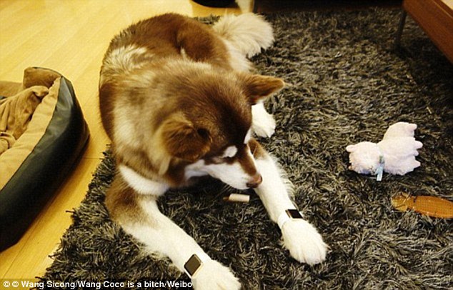 Daily Mail - Sin najbogatijeg Kineza psu kupio osam novih iPhonea