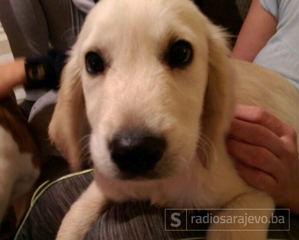 pas_malta_pronadjen1.jpg - Sarajevo: Pronađen pas star tri mjeseca na Dolac-Malti