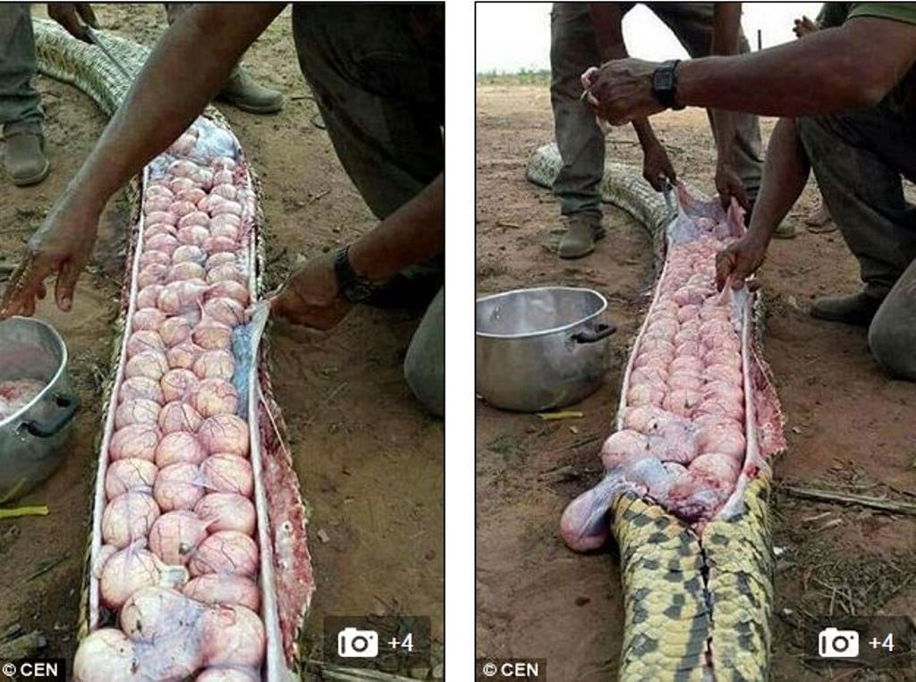zmija_daily_mail.JPG - Nigerijci ubili ogromnu zmiju i u njoj pronašli mnoštvo jaja