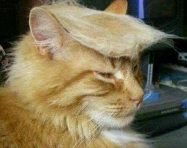 Macka_Trump_PRT.jpg - Ma je li to... ko je to: Na koga vam liči ova mačka?