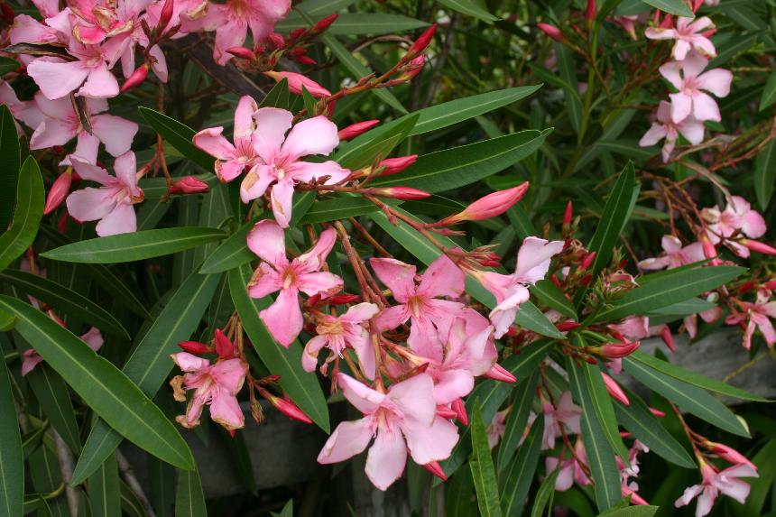 Nerium oleander L. - oleander - LEKTORIRANO Od osipa do paralize tijela: Koje sobno cvijeće je otrovno?