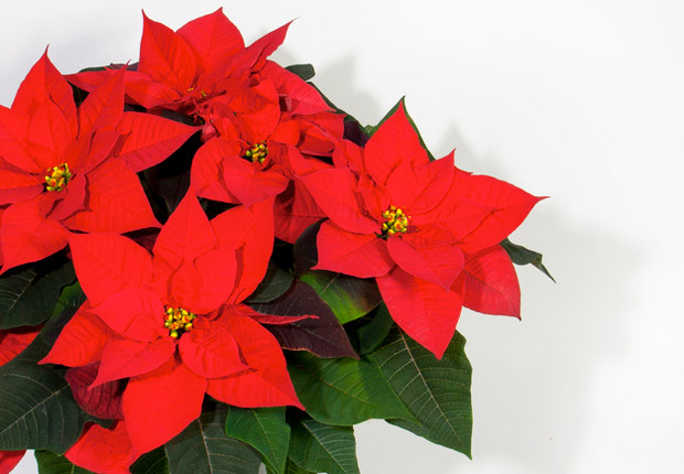 Euphorbia pulcherrima – božićna zvijezda - LEKTORIRANO Od osipa do paralize tijela: Koje sobno cvijeće je otrovno?
