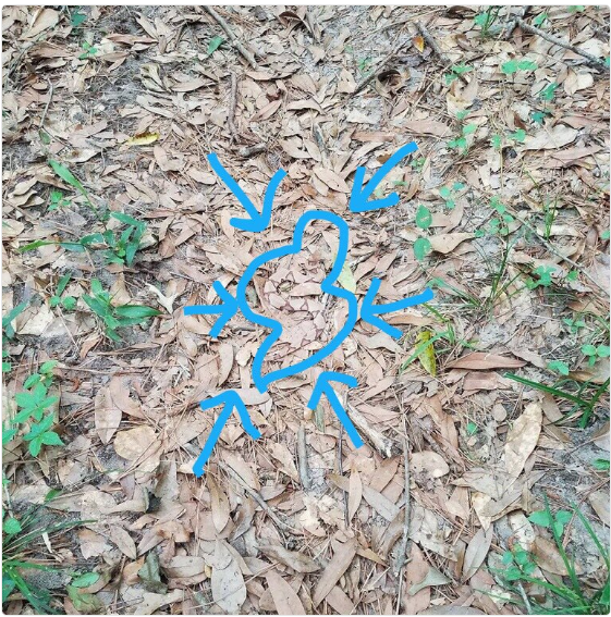 zmija_twitter_prtscr.PNG - Možete li na ovoj fotografiji pronaći zmiju?