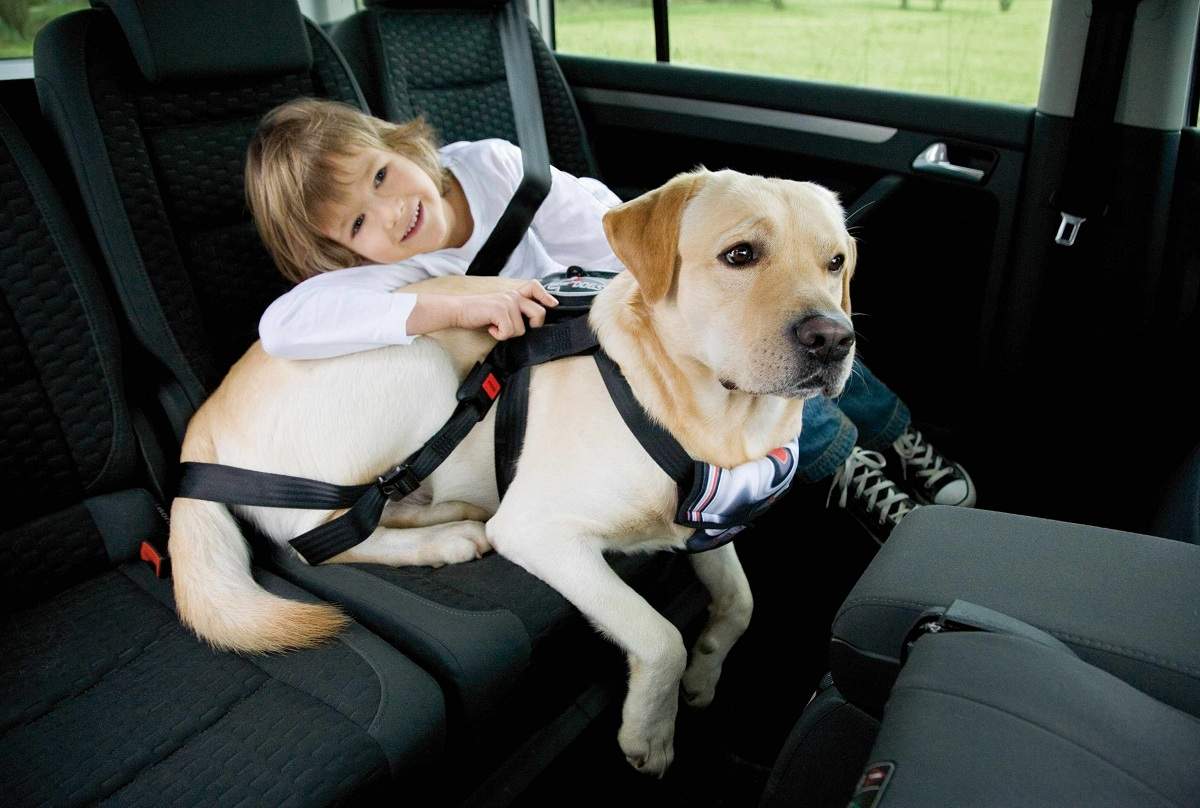 Foto: DVR - Rizik za ljude i životinje: Kako pravilno osigurati kućne ljubimce u automobilu