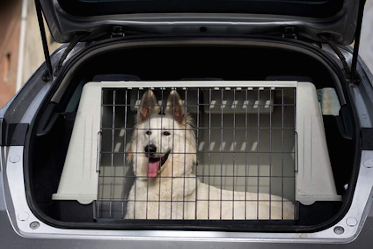 Foto: kombi.de - Rizik za ljude i životinje: Kako pravilno osigurati kućne ljubimce u automobilu