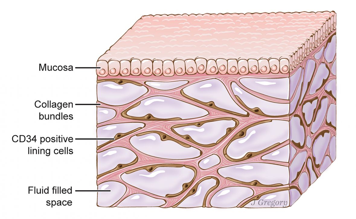 interstitium_independent.jpg - undefined