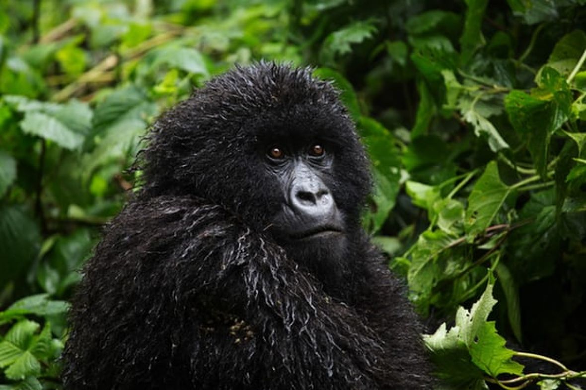 kongo-nacionalni-park-gorila3.jpg - undefined