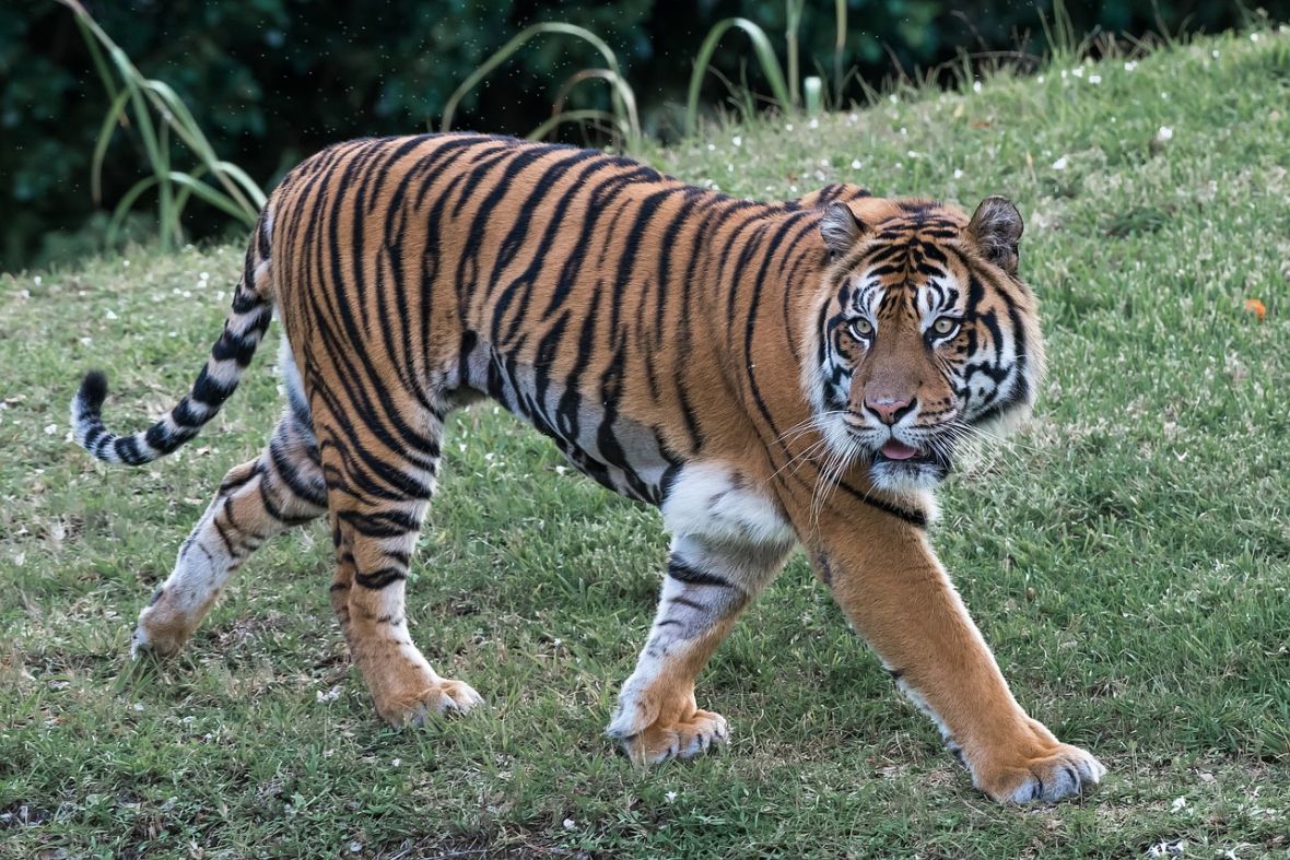 Bengalski tigar - undefined