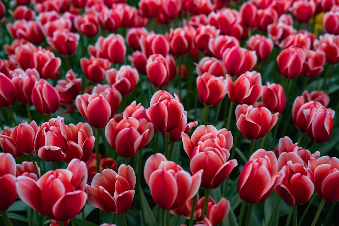  Tulipani - undefined