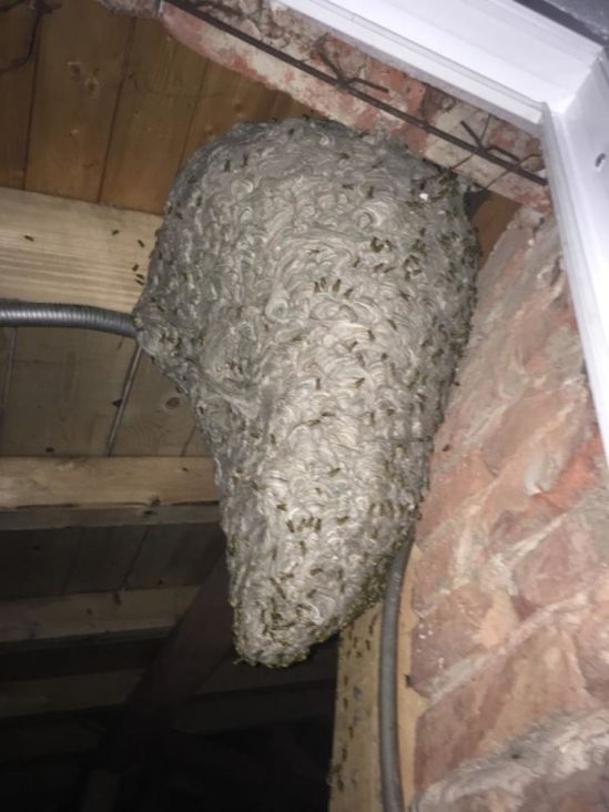 Gnijezdo stršljenova u potkrovlju kuće - undefined