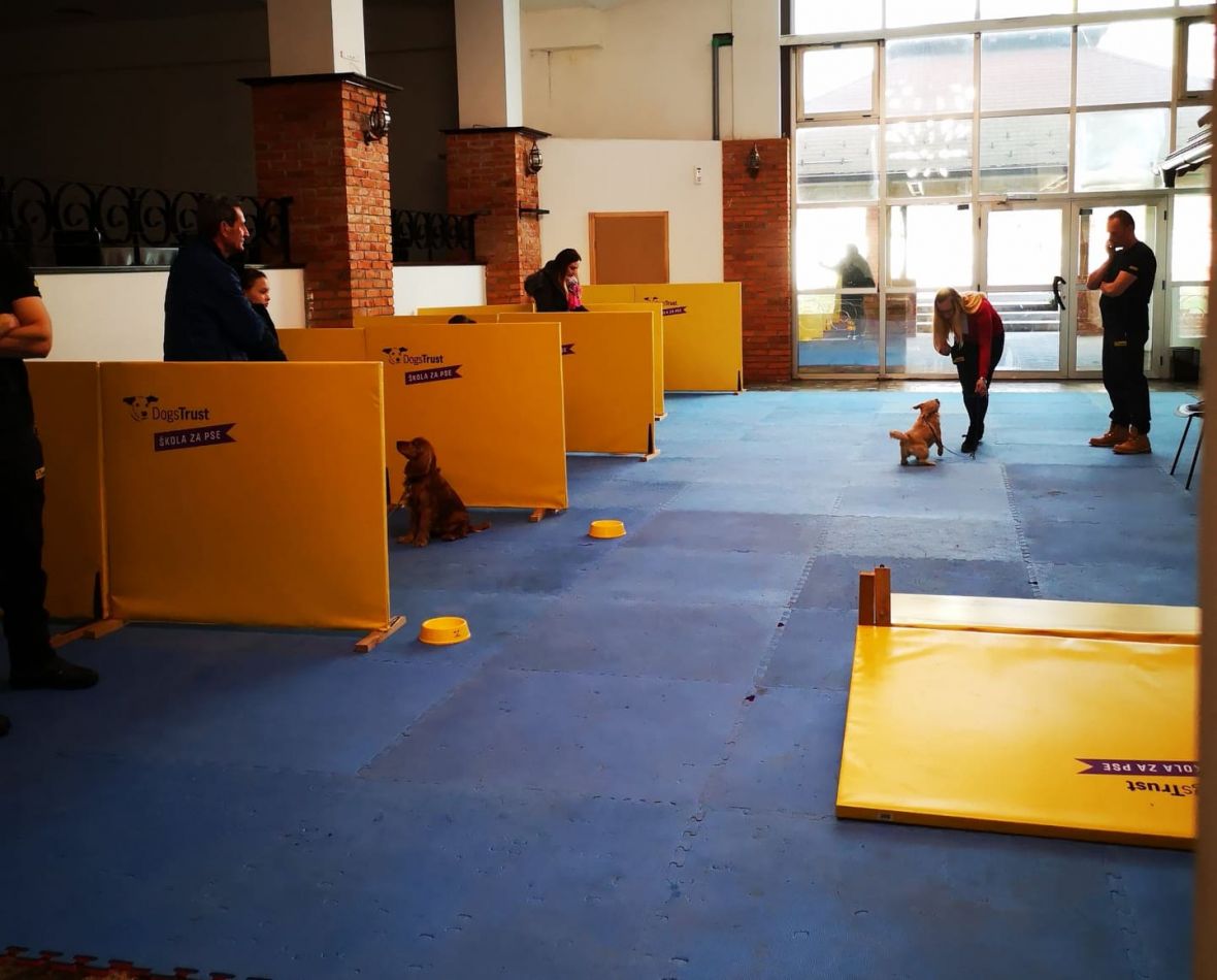 Škola za pse, u gradu Banja Luka - undefined