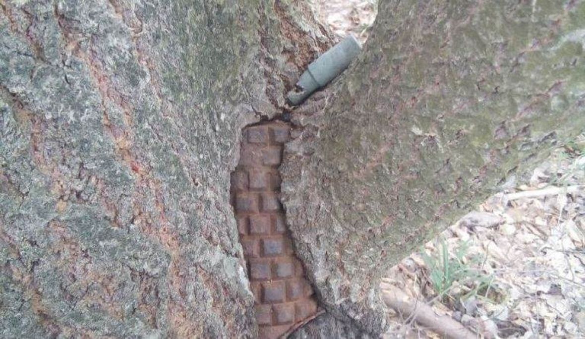 Ukradeno drvo s poteznom minom PMR 2A - undefined