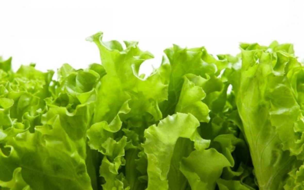 Zelena salata - undefined