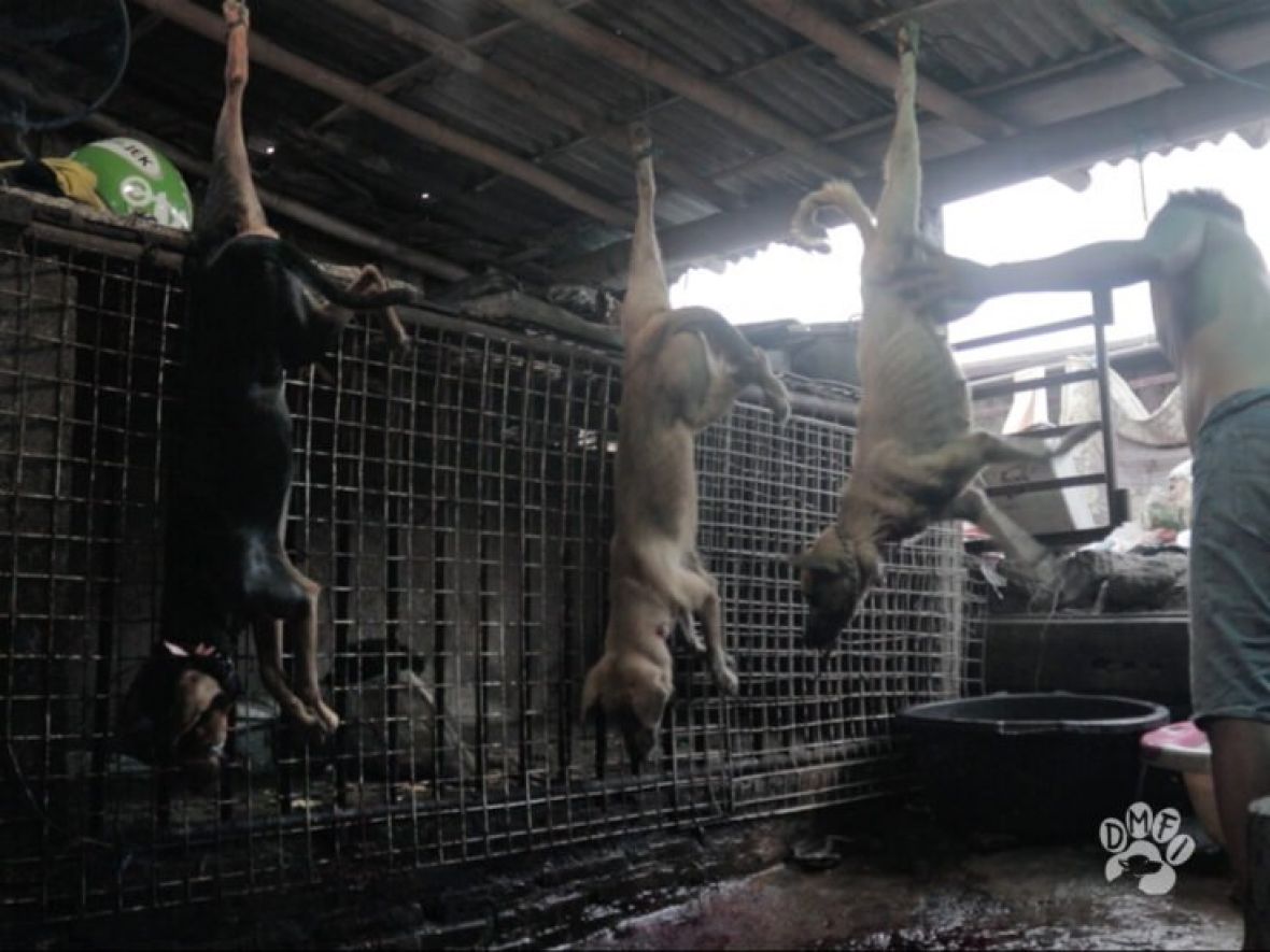 Tržnice psećeg mesa u Indoneziji - undefined