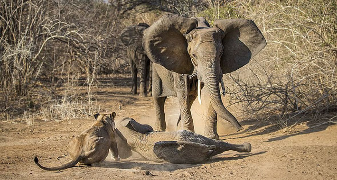 Slonica spašava svoje mladunče - undefined