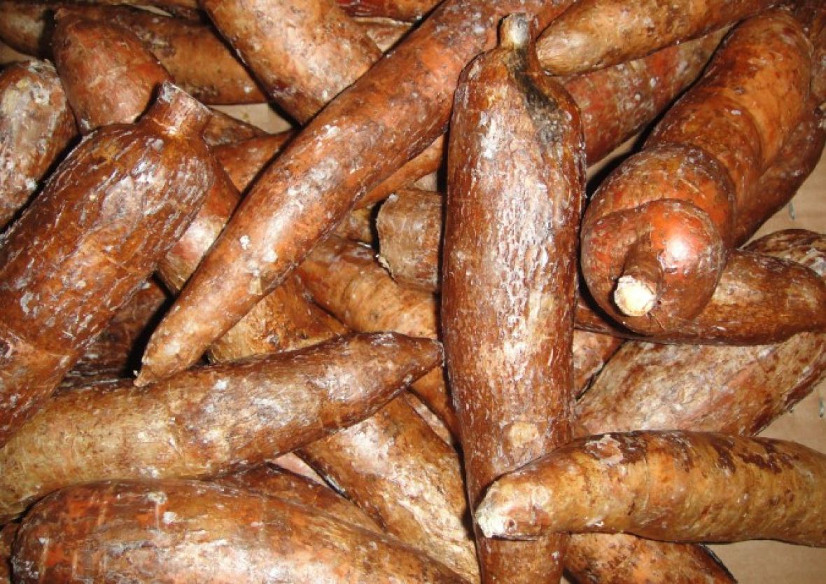 Korijen manioke - undefined