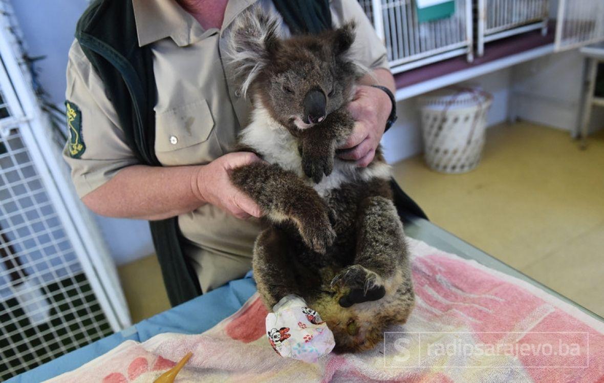 Jedna od spašenih koala - undefined