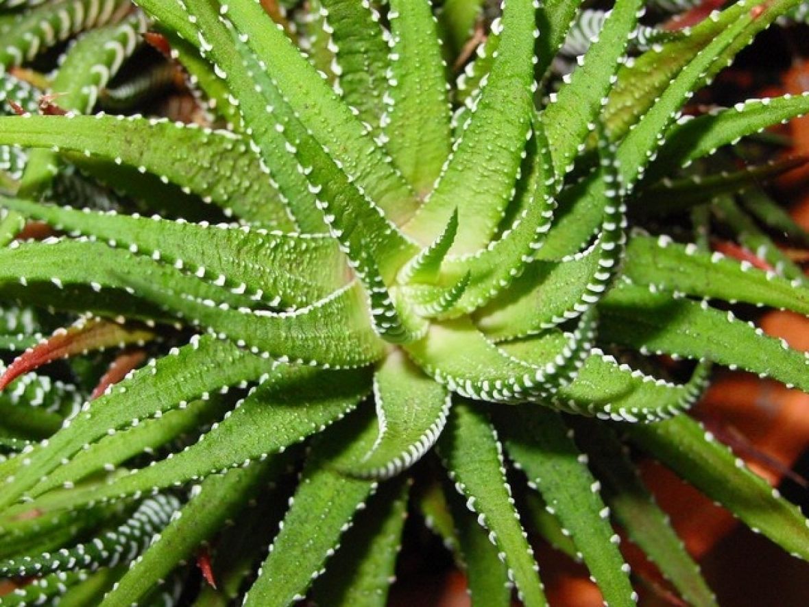 Kaktus Aloe vera - undefined