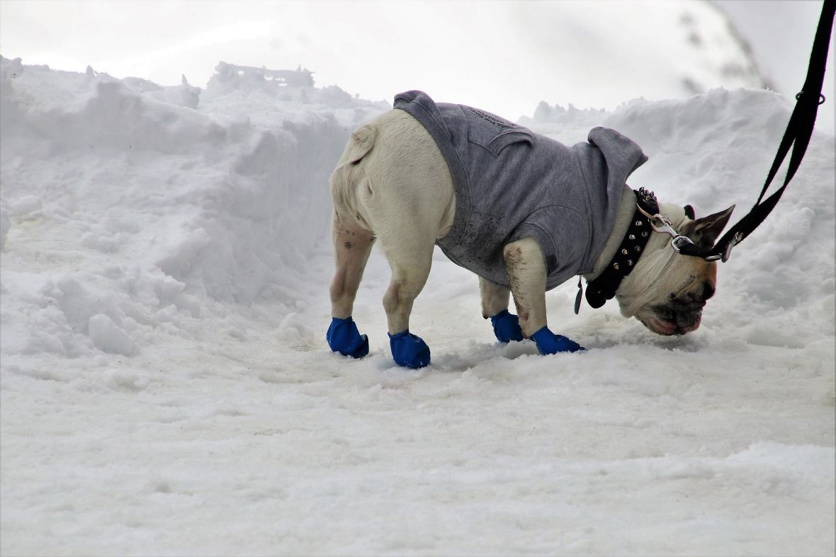 Psi i snijeg - undefined