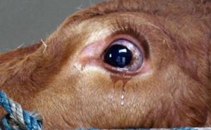 Strah je zamijenila sreća: Kravica Emma je plakala dok nije shvatila gdje je zapravo vode (VIDEO)