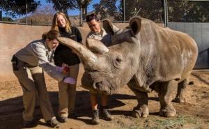 Uginula Nola, jedan od 4 preostala sjeverna bijela nosoroga na svijetu