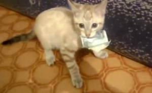 Maca kradljivica uhvaćena na djelu (VIDEO)