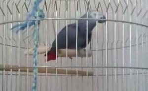 Papagaj Pepi uči ezan (VIDEO)