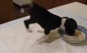 Slatkoća: Psić je previše uzbuđen i dok jede (VIDEO)