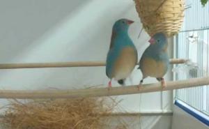 Ova ptičica je najbrži plesač stepa na svijetu (VIDEO)