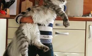 FOTO: Upoznajte najveću mačku na svijetu