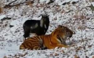 Neustrašivi jarac: Trebao je biti ručak tigru, ali se na kraju s njim sprijateljio (VIDEO)