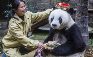 Kraljevska proslava: Druga najstarija panda na svijetu proslavila 35. rođendan (FOTO+VIDEO)