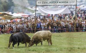 Bugojanski uzgajivači bikova za borbe: Bikove ne držimo zbog računice, već iz ljubavi