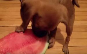 Slasni obrok: Šta se desi kad psić prvi put proba lubenicu (VIDEO)