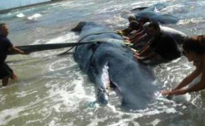 Najveći pomor kitova ikada: Na obali Čilea nasukano više od 300 uginulih 