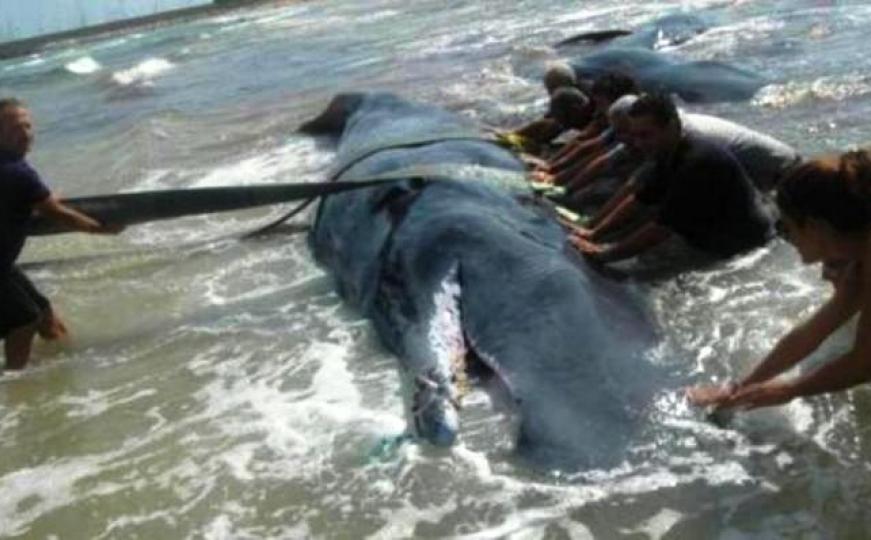 Najveći pomor kitova ikada: Na obali Čilea nasukano više od 300 uginulih 
