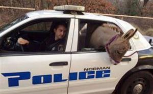 SAD: Policija 'privela' magarence