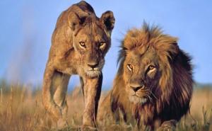 Nešto potpuno novo: Spavajte s lavovima u londonskom zoo vrtu