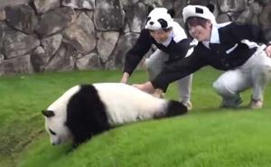 Panda samo želi da se igra, a 'zli' čuvari joj ne daju (VIDEO)