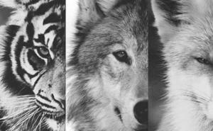 Kviz: Koja vas životinja čuva?