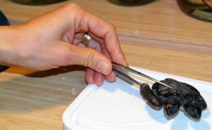 Fenomeni: Dvoglava kornjača iz Canakkalea živjela samo 30 dana (FOTO)