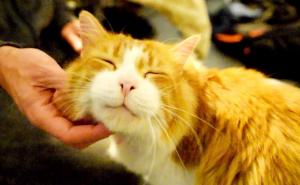 Njeno predenje će vas osvojiti: Maca Tribble, koja zvuči poput delfina (VIDEO)