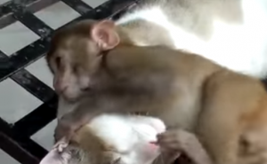 Majmunska posla: Jadnoj maci ne da mira (VIDEO)